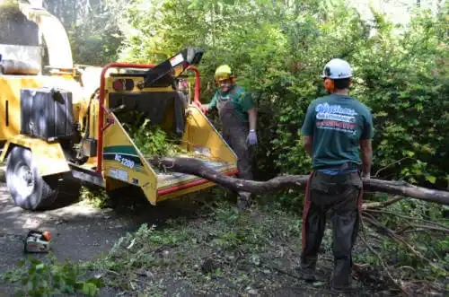 tree services Bradley